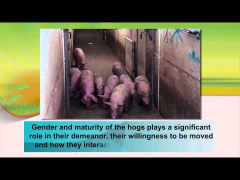 Safe Pig Handling