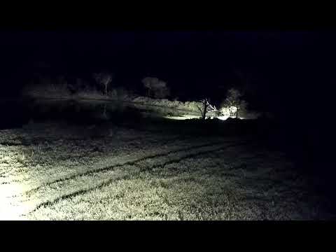 Djuma: Hyena walks by the cam tree - 22:05 - 08/28/2022