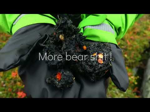 Sarek National Park,  Rapa Valley, Laponia,  Swedish Lapland,  Wilderness,  Wild Bear & Moose