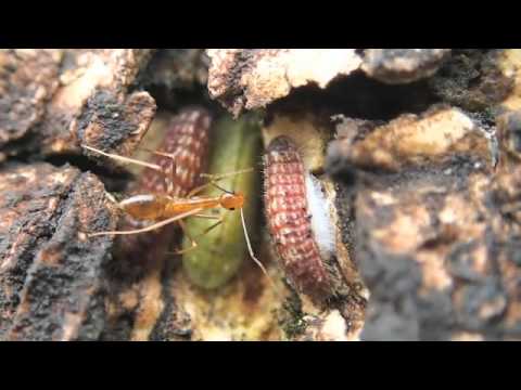 蟻と共生するシジミチョウの幼虫