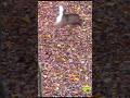 PERFECT HEART SHOT Insane Trail Archery Deer Hunting