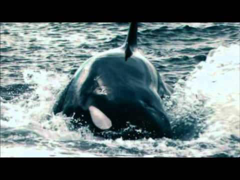 I Giganti del Mare - Orche Assassine (trailer HD)