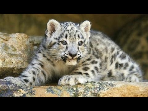 Weekend Sip: A Vodka That Benefits Snow Leopards