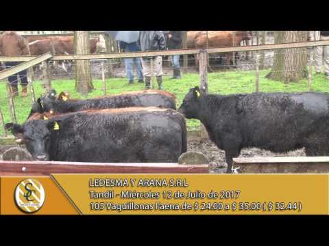 12-07-17  Venta de Vaquillonas faena - Ledesma y Arana - Tandil