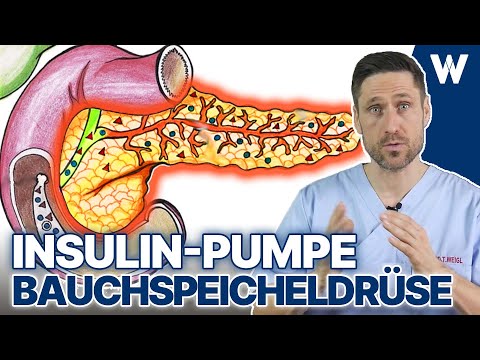 Deine Bauchspeicheldrüse: Die Drüse für Stoffwechsel, Verdauung und die Hormone Insulin & Glukagon