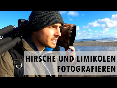 Missed the best light - deer rut and waders on the Darß