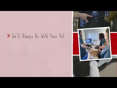 Sova Animal Hospital - What to Expect: Ultrasound