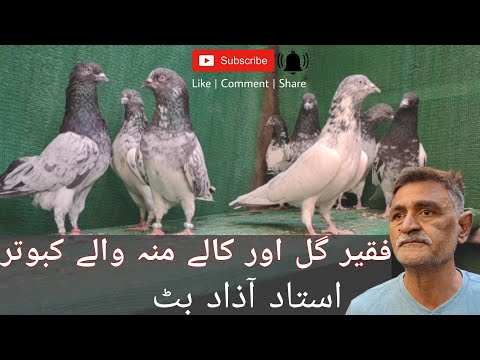 Faqeer gull or kaley munh waley kabootar | Ustad Azad butt |