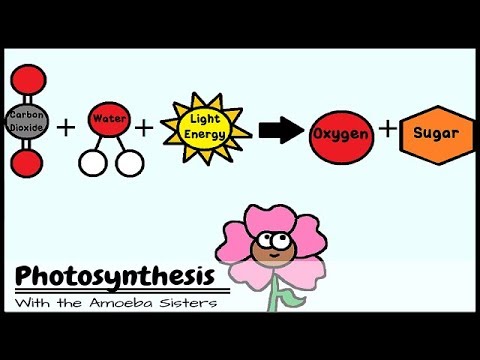 (OLD VIDEO) Photosynthesis and the Teeny Tiny Pigment Pancakes