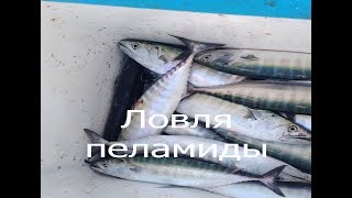 Ловля скумбрии в черном море