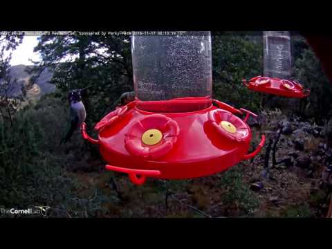 Male Anna's Hummingbird Defends Feeder Port - Nov. 17, 2016