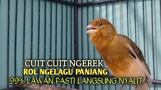 Download lagu kenari gacor panjang Cuit Cuit EMOSI, Pancingan Kenari Paud Belajar Bunyi, terapi AMPUH Kenari MACET mp3 Download lagu kenari gacor panjang Cuit Cuit EMOSI, Pancingan Kenari Paud Belajar Bunyi, terapi AMPUH Kenari MACET mp3