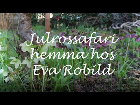 Julrossafari hemma hos Eva Robild