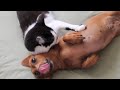 Este adorable gato ayuda al perro a tranquilizarse de manera cariñosa 