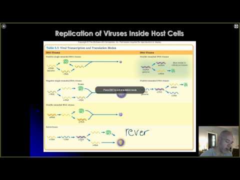 BIO 220 -  CHAPTER 5 - VIRUSES 2 - VIRUS REPLICATION