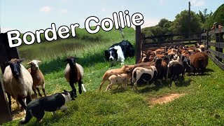 Miniatura do vídeo