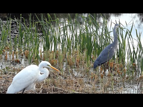 Heron v Egret