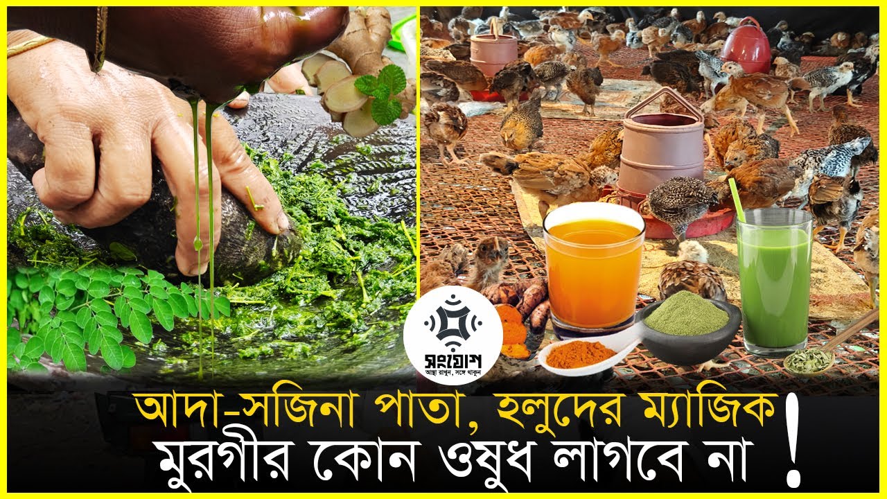 আদা সজিনা পাতায় মুরগী পালন