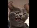 Freeform Cat