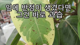 잎에 반점이 생겼다면 그건 과습