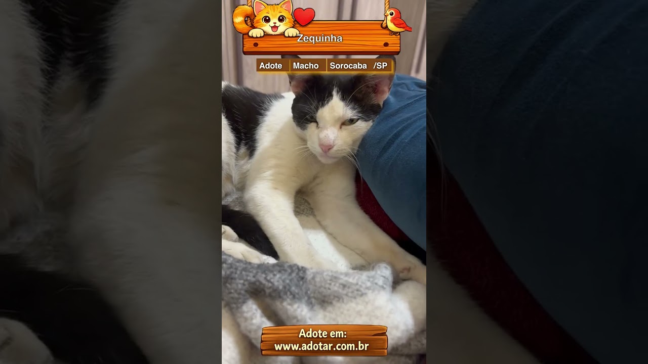 Gato raça SRD-ViraLata idade 7 a 11 meses nome Zequinha 