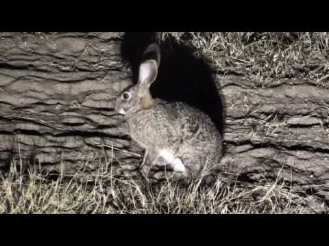 Djuma: Scrub Hare - 06/27/18