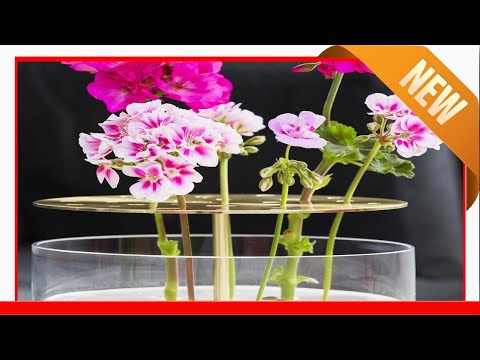 , title : '10 Little Known Facts About Geraniums - Pelargonium Summer Flowering Plants'