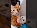 Shortsvideo Cat Foking Comedy Cute Reels