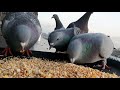 Pigeons  Eating Seeds In Long  Version