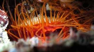 preview picture of video 'Disco Clam (also known as: fire clam and electric flame scallop)'