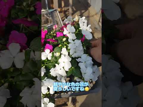 園芸 キキョウホウセンカ、キキョウインパチェンス