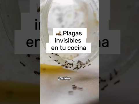 🐜🚫 ¿Plagas de hormigas o insectos en la cocina?