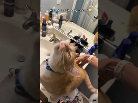 Interesting switches on cats 🐱#cat #funnycats #shortsfeed