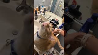 Interesting switches on cats 🐱#cat #funnycats #shortsfeed