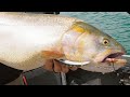 The Hunt A Quest For GIANT Cutthroat TROUT Official Movie