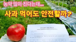 농약 많이치는 사과 먹어도 안전할까? 농부가 알려드립니다