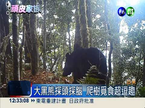南橫山區驚喜! 台灣黑熊意外現身