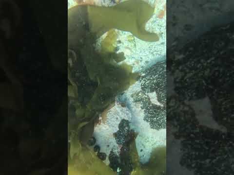 Puffadder shyshark @ Windmill Beach