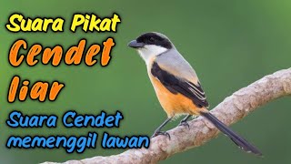 Download lagu Suara pikat CENDET liar... mp3