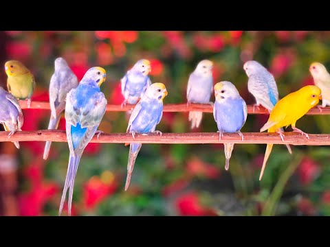 2 Hours of Budgies Singing Playing and Talking - Play For Your Budgie!