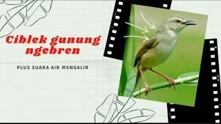 Download lagu SUARA AIR DAN CIBLEK GUNUNG ...AMPUH UNTUK TERAPI BURUNG...!!! mp3