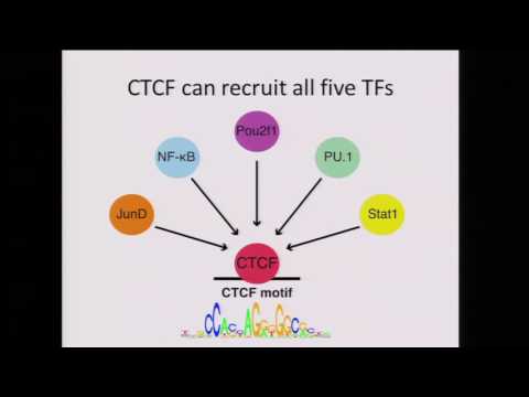 Hunter Fraser, Pooled ChIP-seq identifies QTLs affecting transcription factor binding