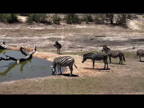 Djuma: Zebras - 11/11/18