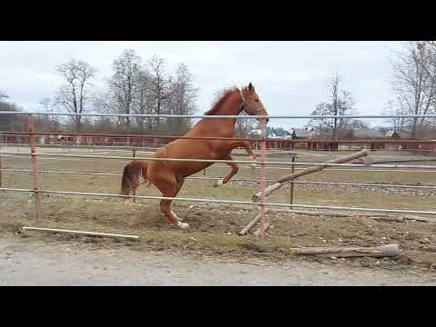 LORD HUBERT - Lord Weingard x Huberta (Philip) ... 5YO gelding