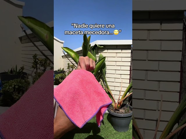Vídeo relacionado con Classic Home & Garden Maceta clásica para el hogar y el jardín, Luces del Norte, Shaina de 15 Pulgadas