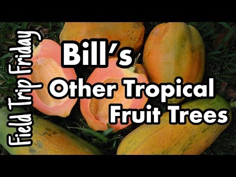 Field Trip Friday- Bill's Other Tropical Fruit Trees (Davie, FL)