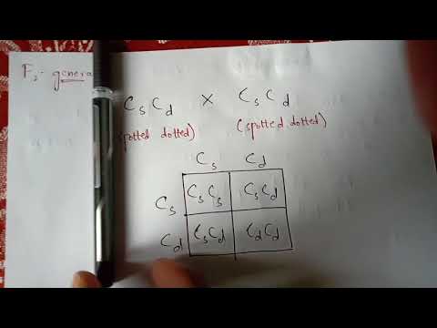 POINT MUTATION BY PHANINDRA GUPTHA