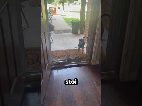Myślał, Że Szyba Wciąż Tam Jest! 🐶