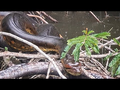 85up e Sucuri no Rio Aracá