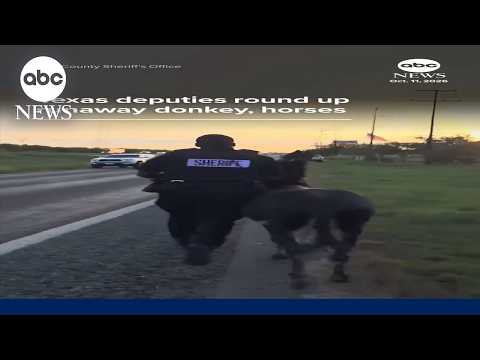 Texas deputies round up runaway donkey, horses
